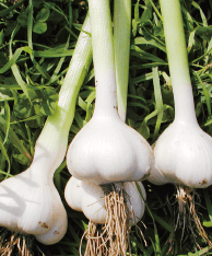 High-SAC-Content Garlic