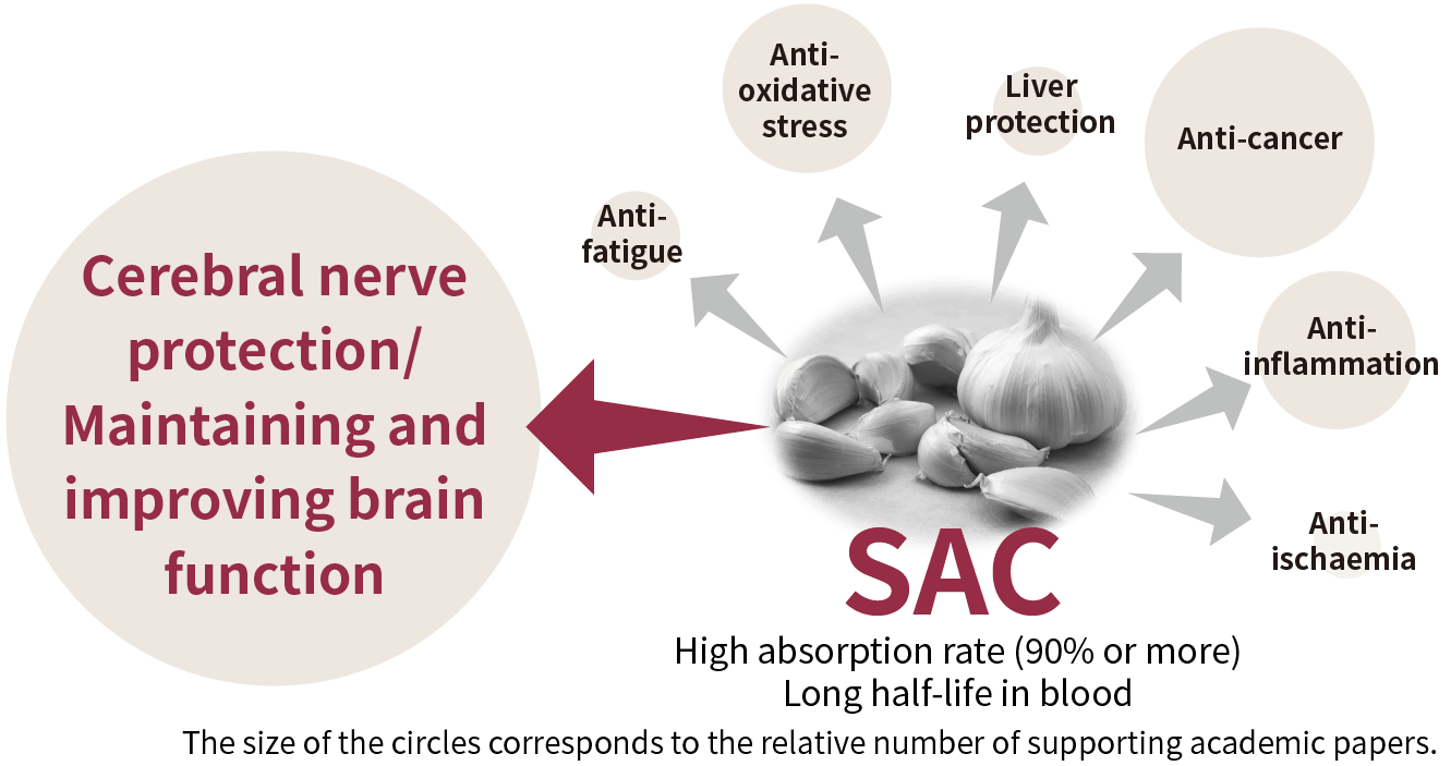 画像：脳神経保護/脳機能の維持・改善におけるsacの効果 抗疲労 抗酸化ストレス 肝保護 抗ガン 抗炎症 抗虚血